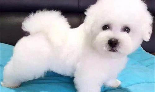 狗狗患了犬瘟熱的癥狀以及治療方法