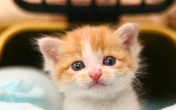 貓躲起來了怎么引出來,飼養小貓咪要注意什么