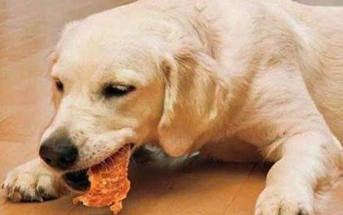 狗狗生病的癥狀表現有哪些?