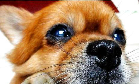 博美犬配種后幾天能看出是否懷孕