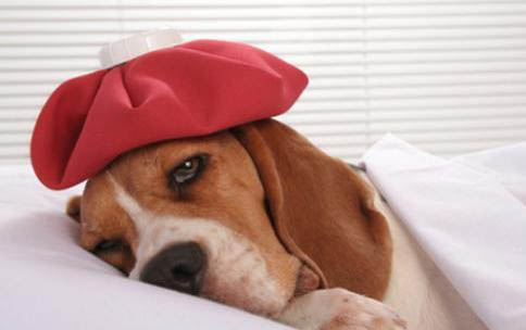 泰迪犬一定不能吃的東西有哪些?