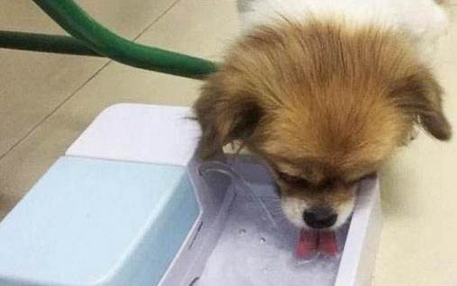 老狗不吃東西只喝水能活多久