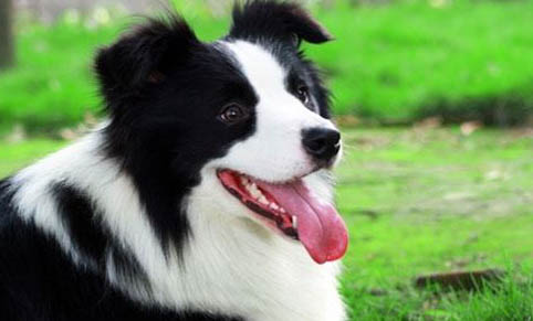 英國古代牧羊犬拉丁名稱