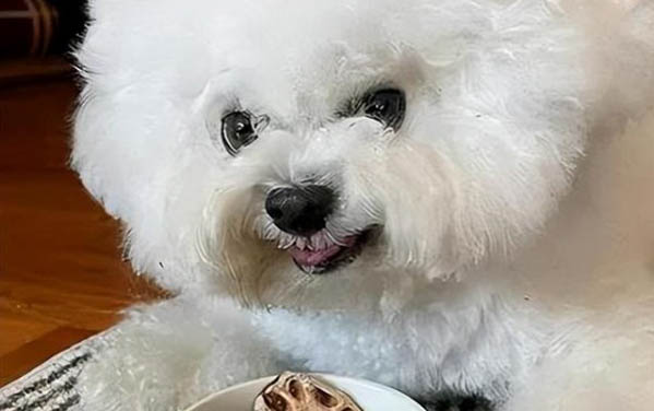 狗狗陰囊炎多久能好