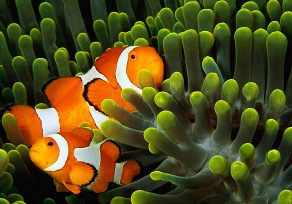 小丑魚可以淡水養嗎