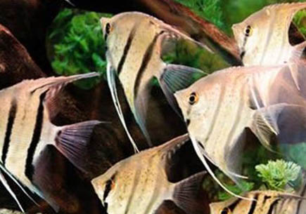 七彩神仙魚的混養