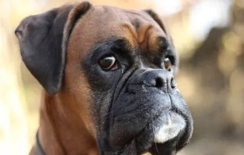 拳師犬吃家常飯可以嗎