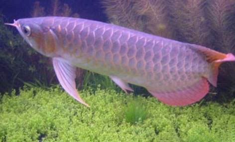 十大養不死的熱帶魚