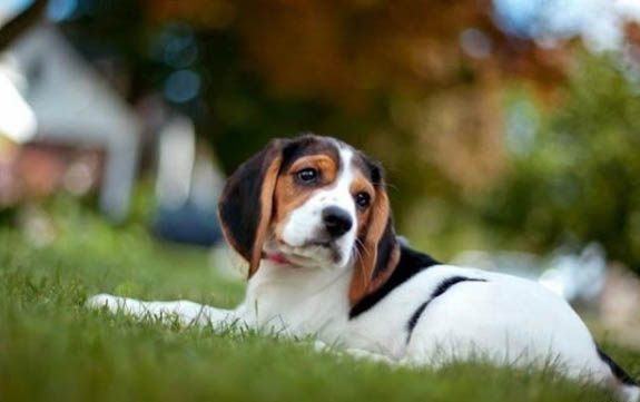 比格犬聰明嗎