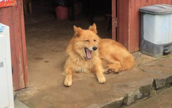 狗狗懷孕多久顯肚子