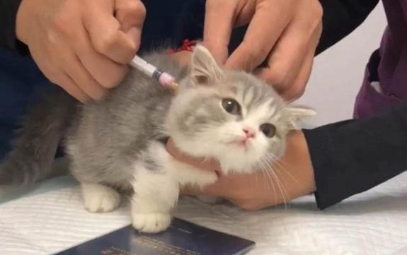 如何訓練貓咪不抓人