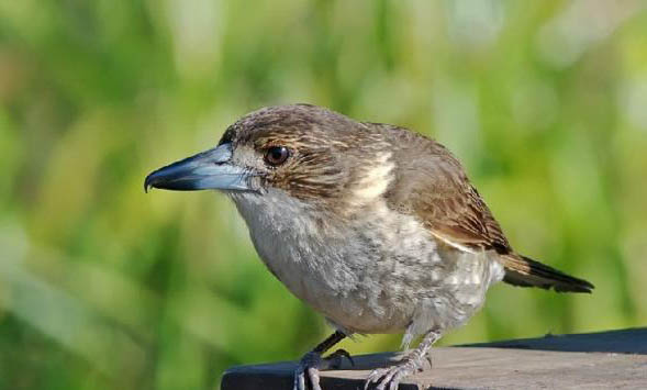 飼養伯勞鳥的注意事項