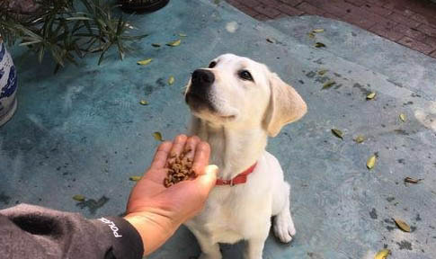 狗狗有蟲子的癥狀有哪些