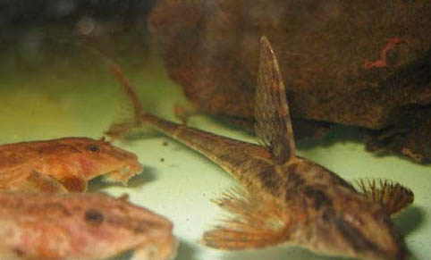斗魚可以和什么魚混養呢?