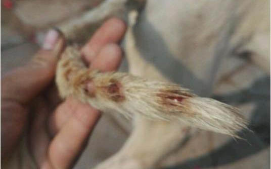 狗耳朵潰爛