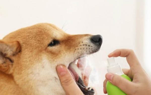 狗狗拉不出來粑粑