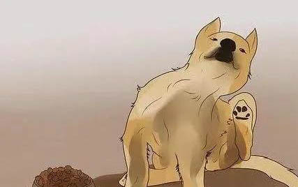 狗狗為什么要蓋被子呢