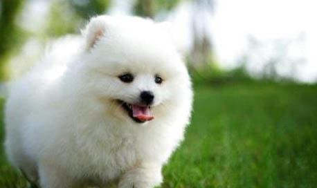博美犬幾個(gè)月能洗澡