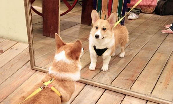 狗狗腦炎能活多久