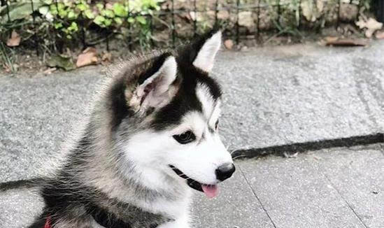 狗狗體外驅蟲多久洗澡