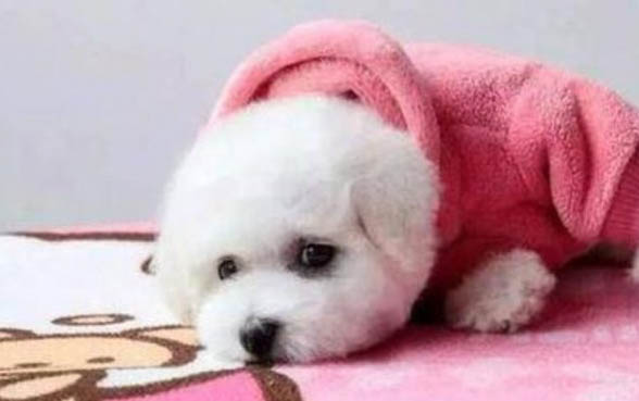 狗狗懷孕拉肚子怎么辦