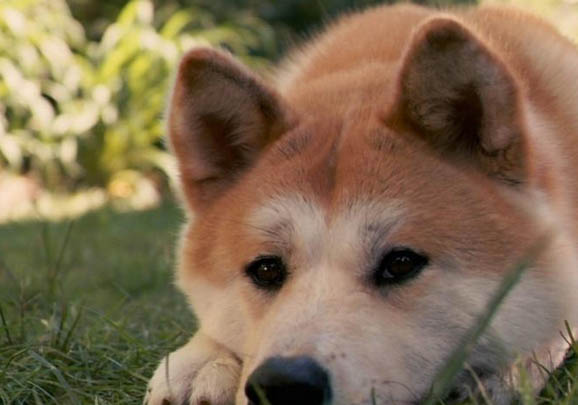 16個不能養秋田犬的理由
