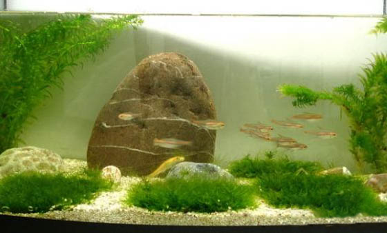 魚缸過濾可以增氧嗎