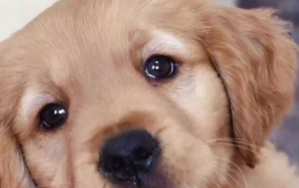 狗狗絕育后多久可以喝水？