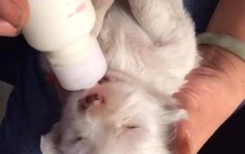 狗狗吃核桃好嗎