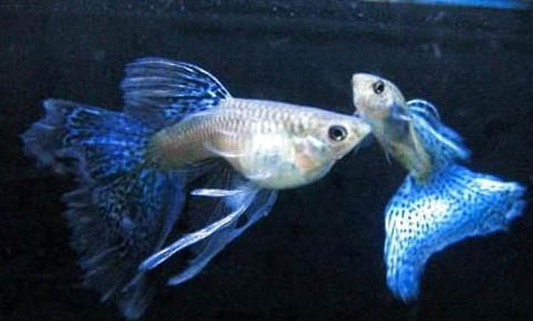 孔雀魚懷孕多久隔離