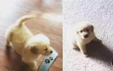 犬瘟能治好嗎