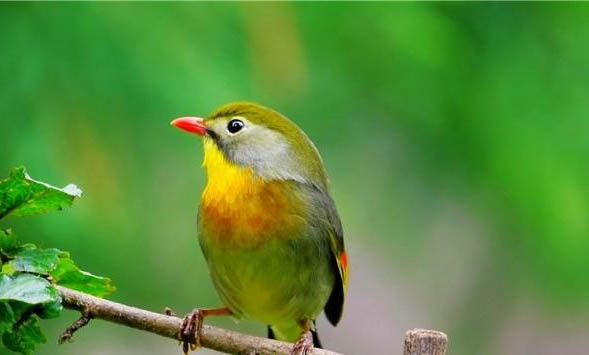 紅嘴相思鳥可以孵化出小鳥嗎