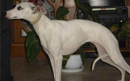 比特犬體重可以長(zhǎng)到多少斤