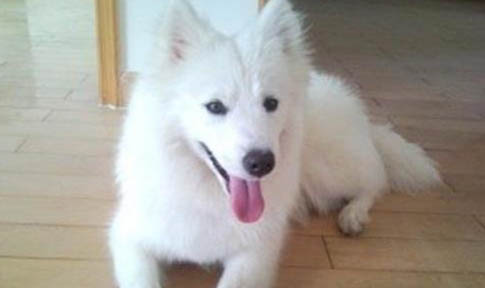 普通銀狐犬多少元一只