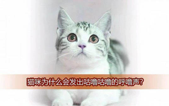 貓咪鼻子干正常嗎?