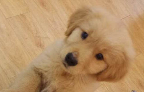 狗狗刨窩多久能分羊水