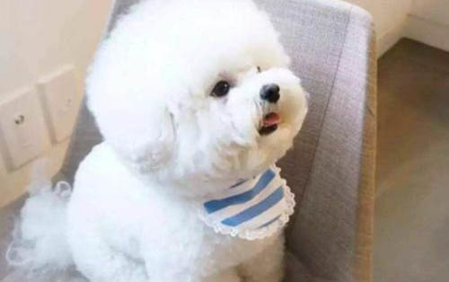 比熊犬手術傷口多久恢復
