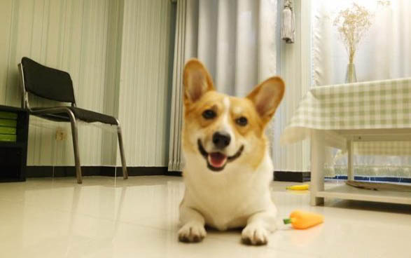 狗狗拉稀腥臭怎么辦