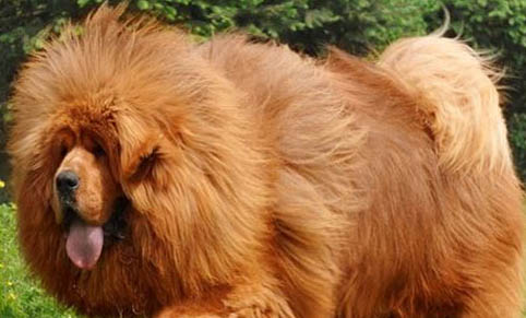 哪里有藏獒幼犬出售