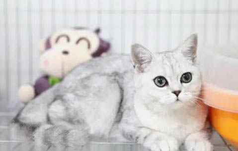 貓咪怕冷還是怕熱