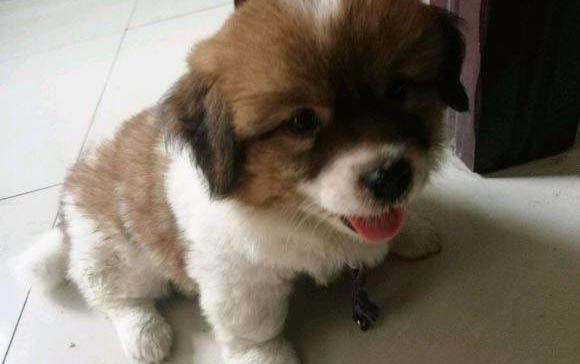 幼犬狗糧哪個(gè)牌子好