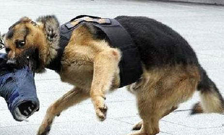 護(hù)衛(wèi)犬有哪些