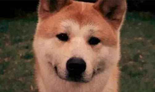 兩個月大的狗狗患有細小病毒怎么辦啊?
