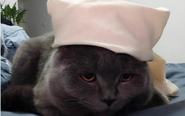 貓咪急性腎衰竭可以吃什么食物