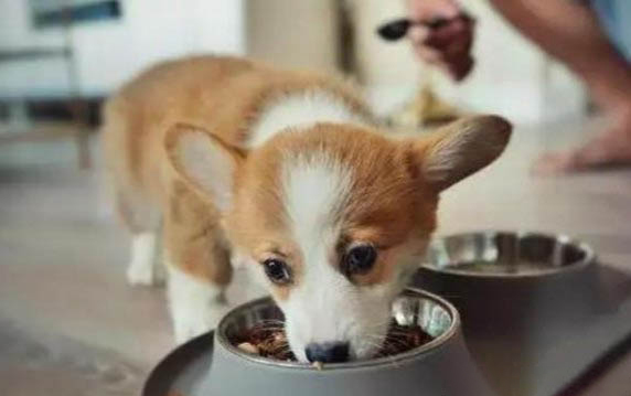 純種柯基犬價格多少錢一只