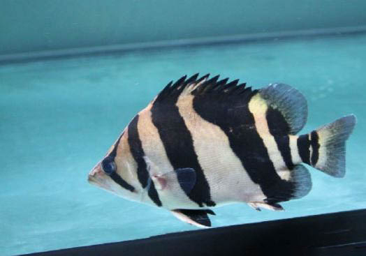 印尼虎魚混養