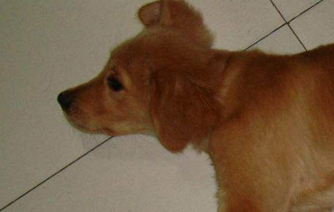 如何訓(xùn)練金毛犬匍匐前進(jìn)