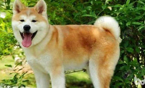 秋田犬為什么禁養