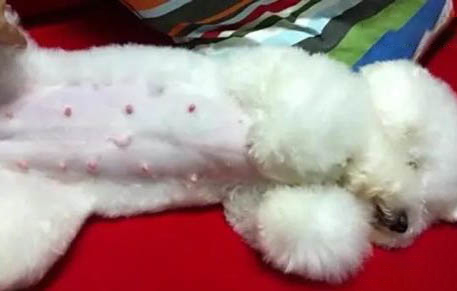 狗狗犬瘟的癥狀都有哪些