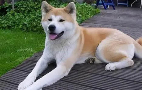 秋田犬可以養(yǎng)嗎